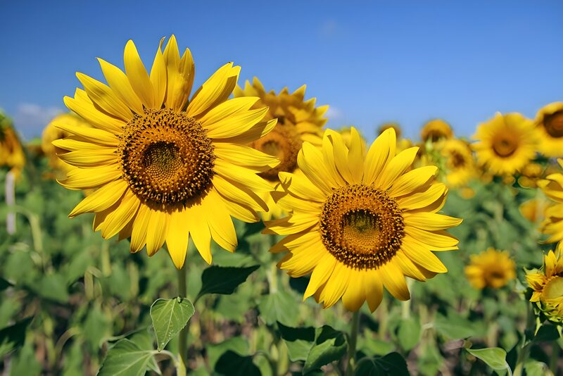 Sonnenblumen im Sommerfeld
