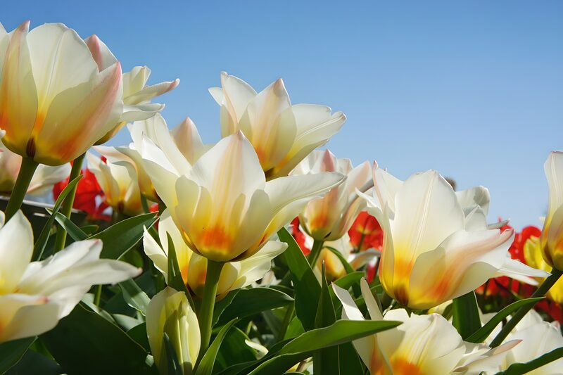 Bunte Tulpen im Frühlingsgarten