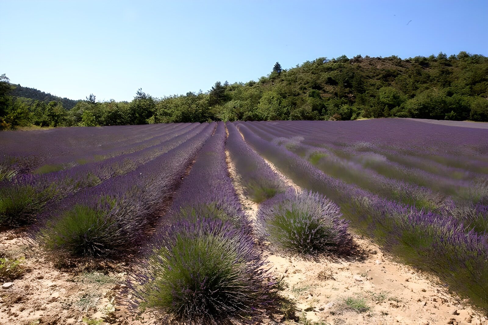 Lavendelfelder in voller Blüte