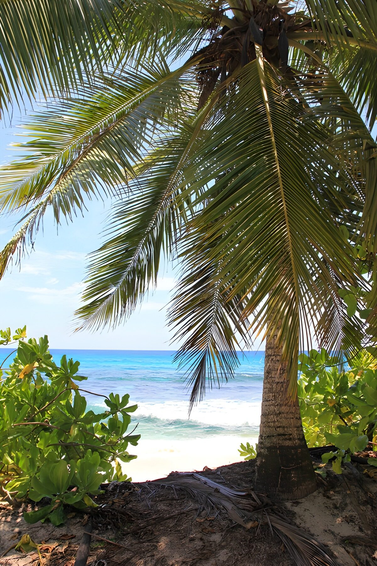 Palmen am Strand unter dem blauen Himmel