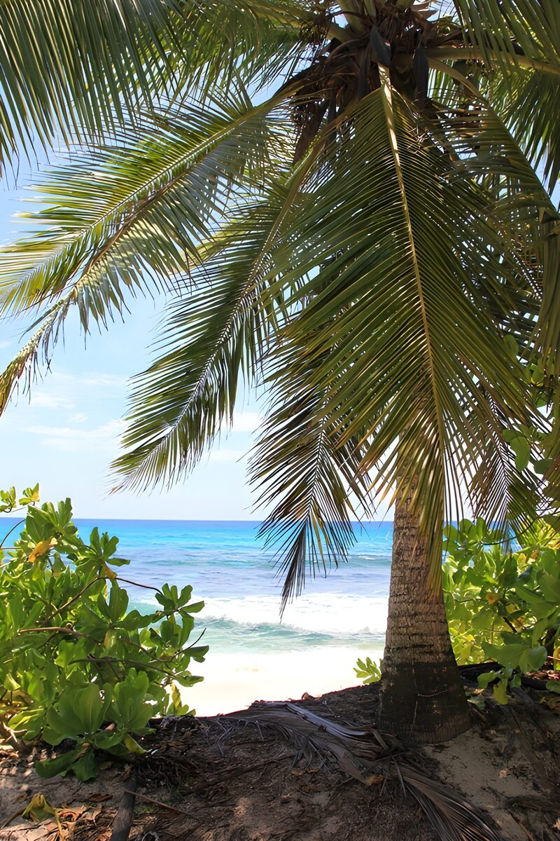 Palmen am Strand unter dem blauen Himmel