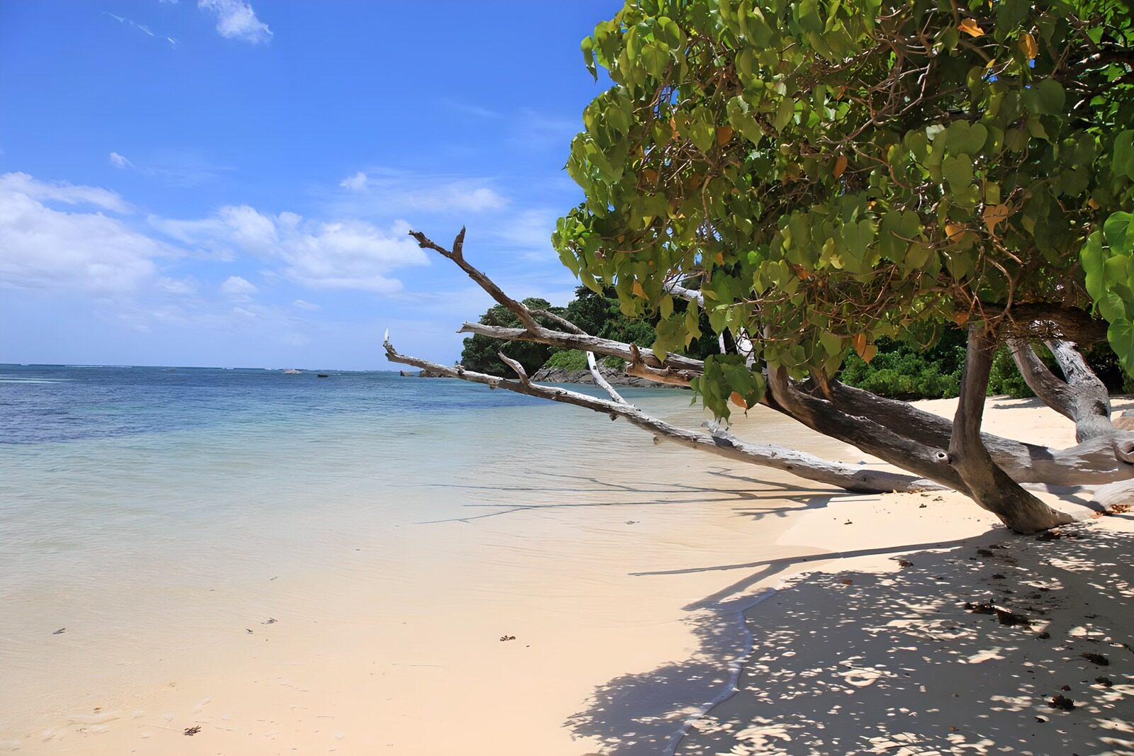 Traumstrand mit Palmen und klarem Wasser