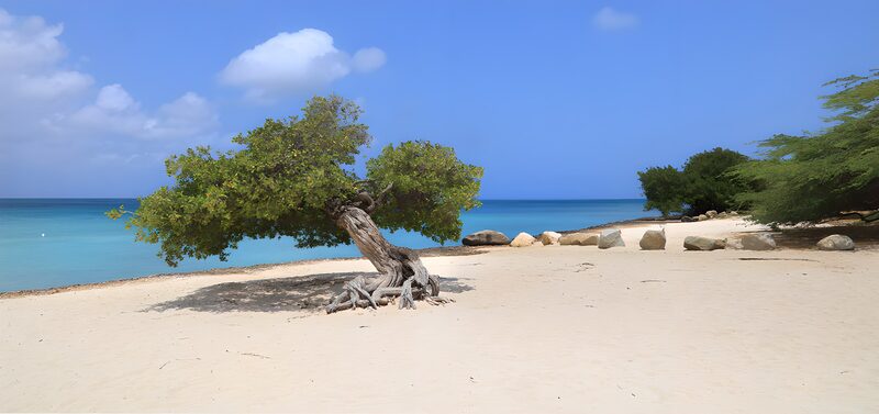 Einsamer Baum am Strand