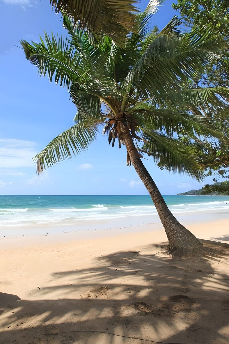 Palmen am Strand unter blauem Himmel