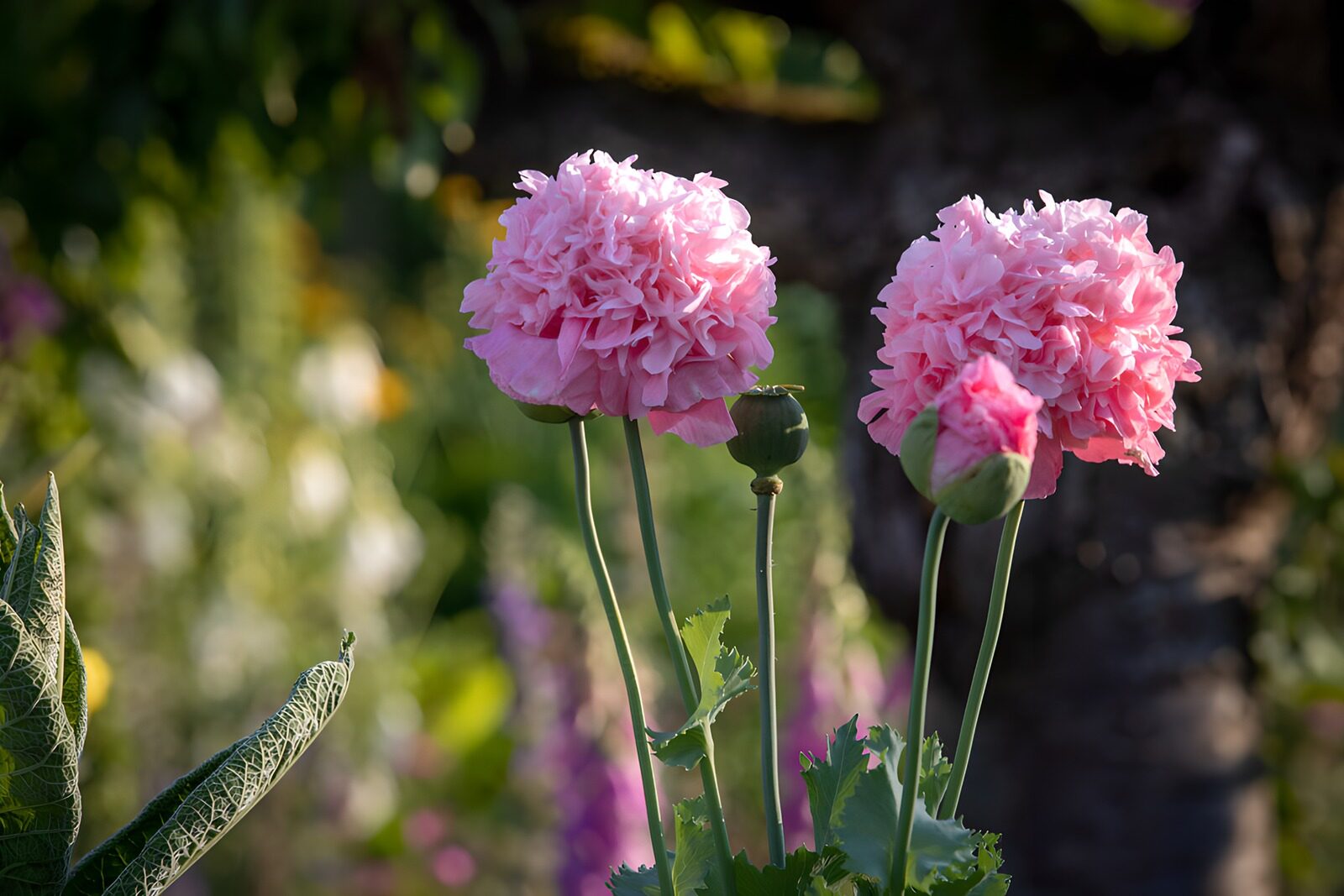 Zarte rosa Blumen im Sonnenschein