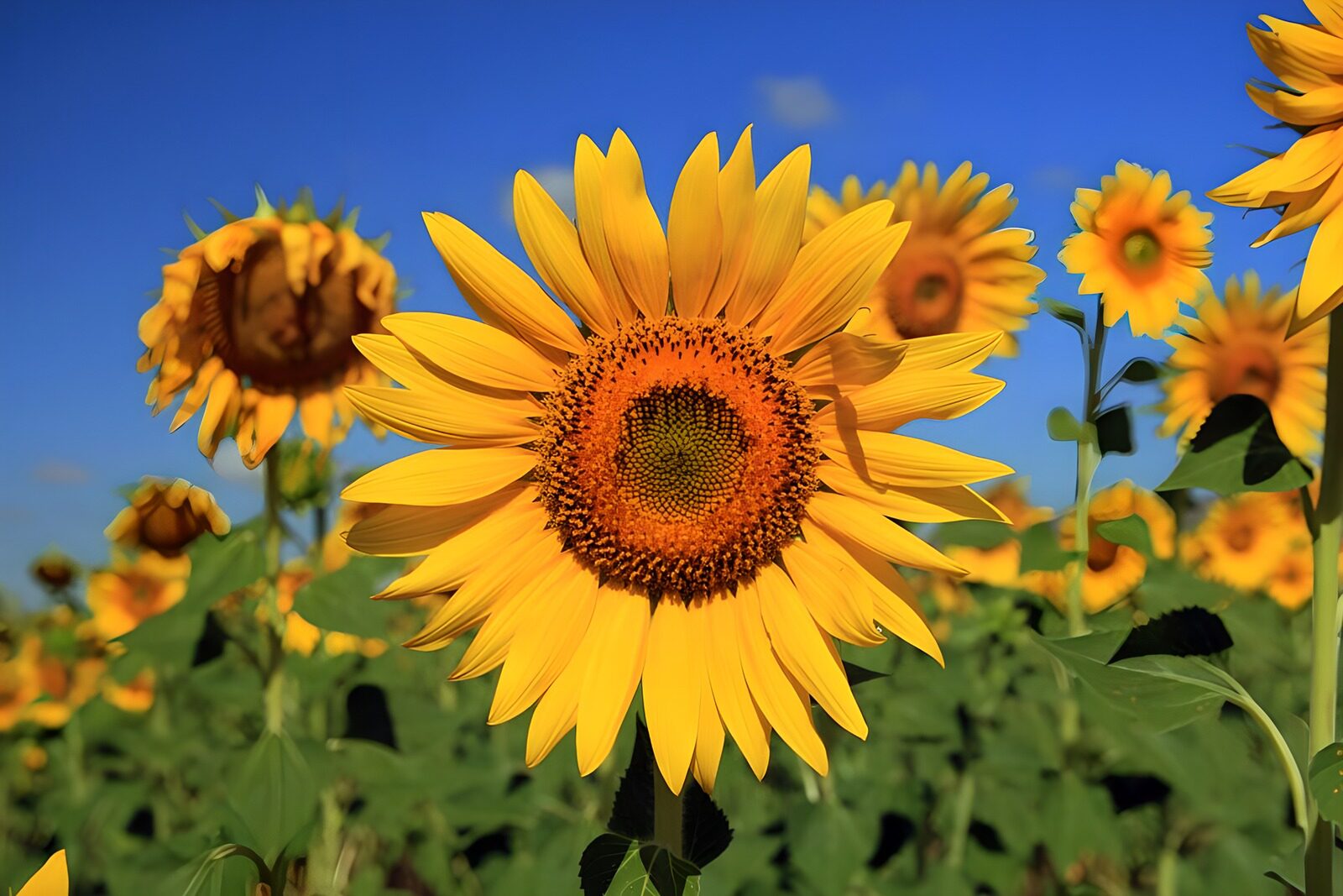 Strahlende Sonnenblumen im Feld