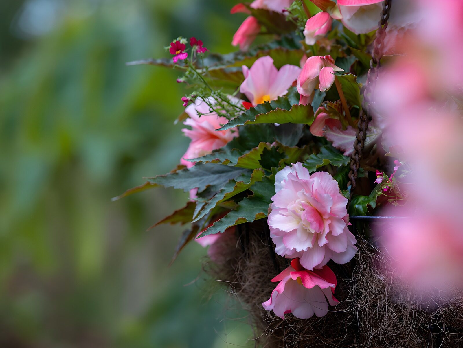 Rosa Hängebegonie im Blütenmeer