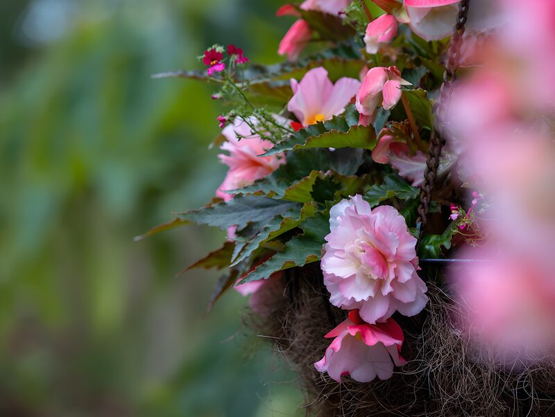 Rosa Hängebegonie im Blütenmeer