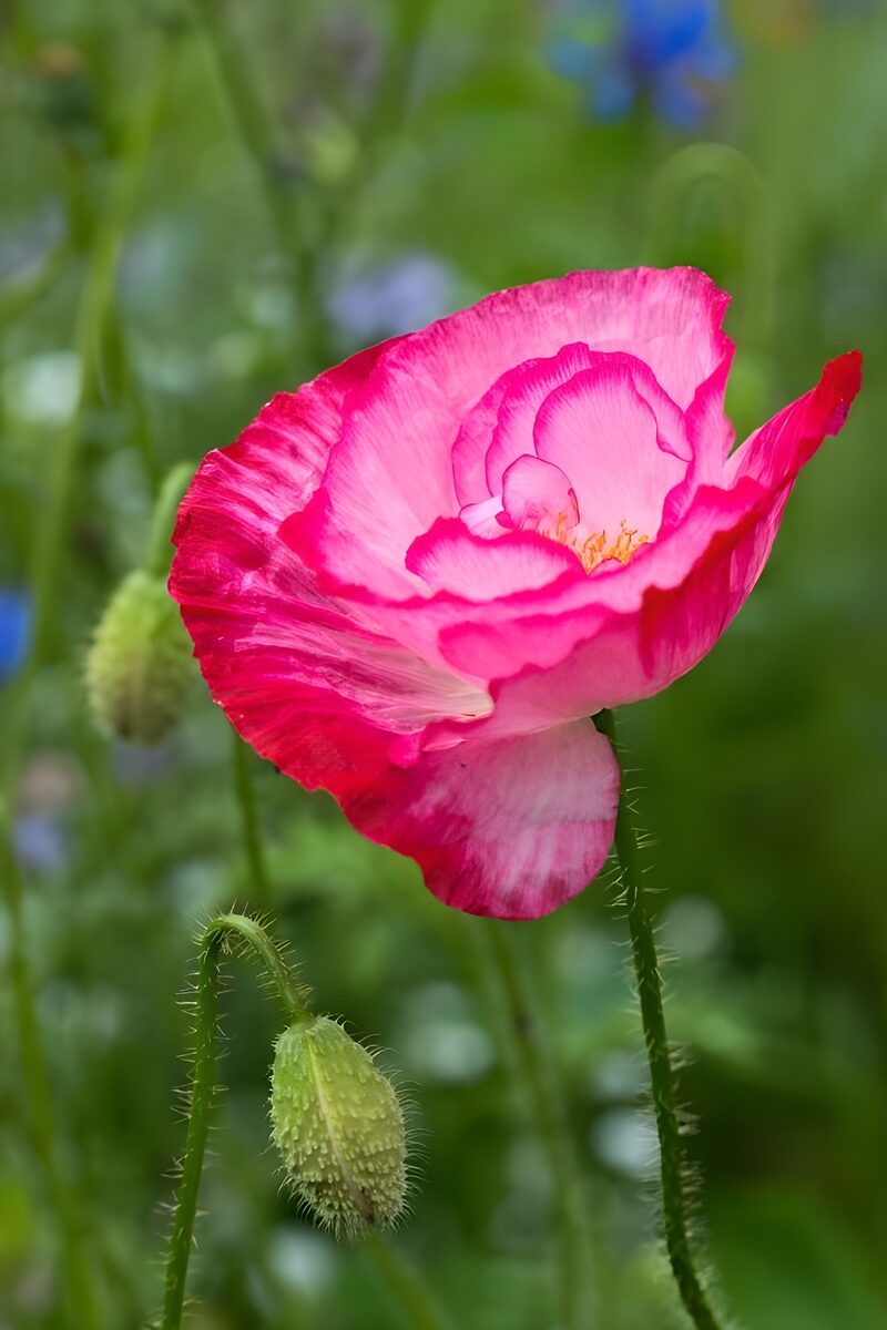 Schöne rosa Mohnblüte im Garten