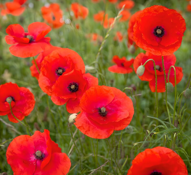Strahlende Mohnblumen im Feld