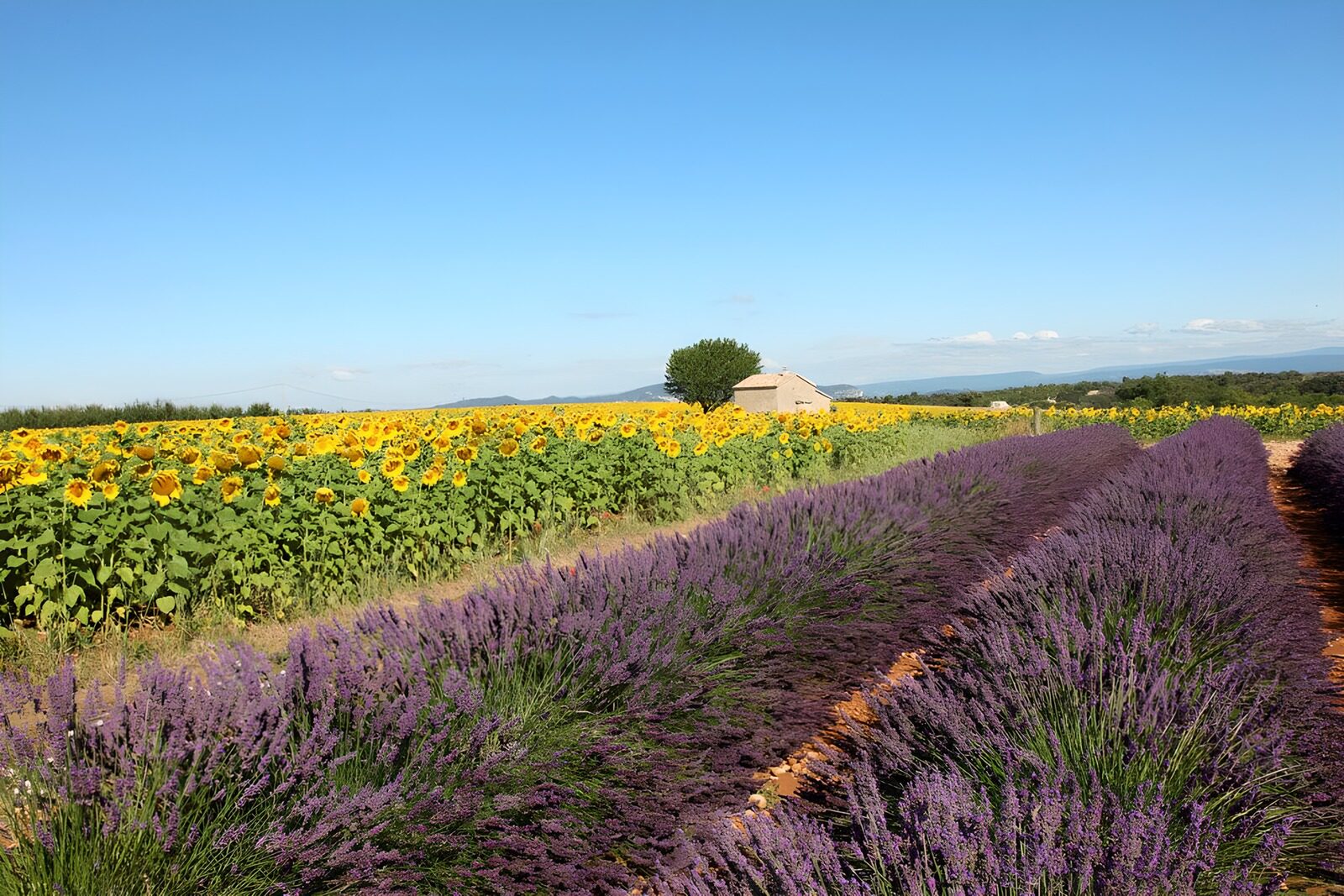 Sonnenblumen und Lavendel im Einklang