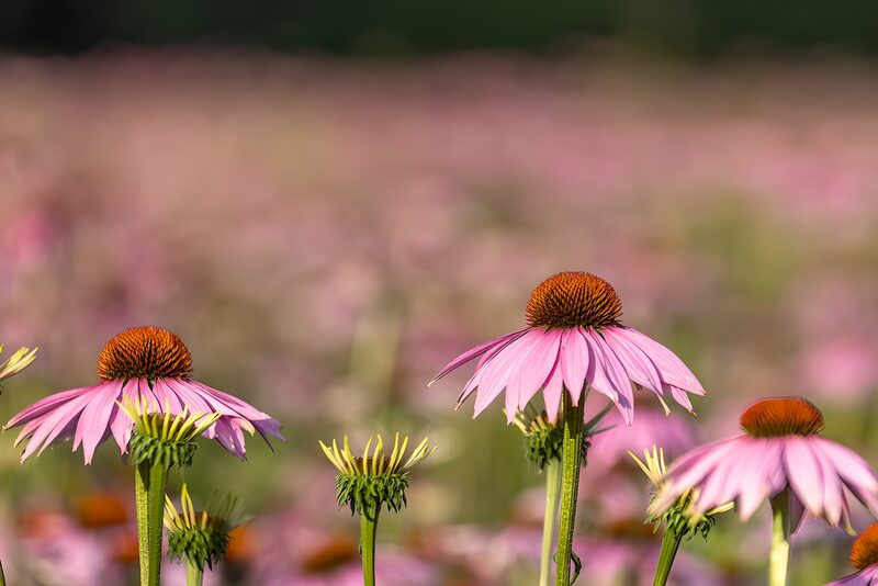 Schöne pinke Blumen im Feld