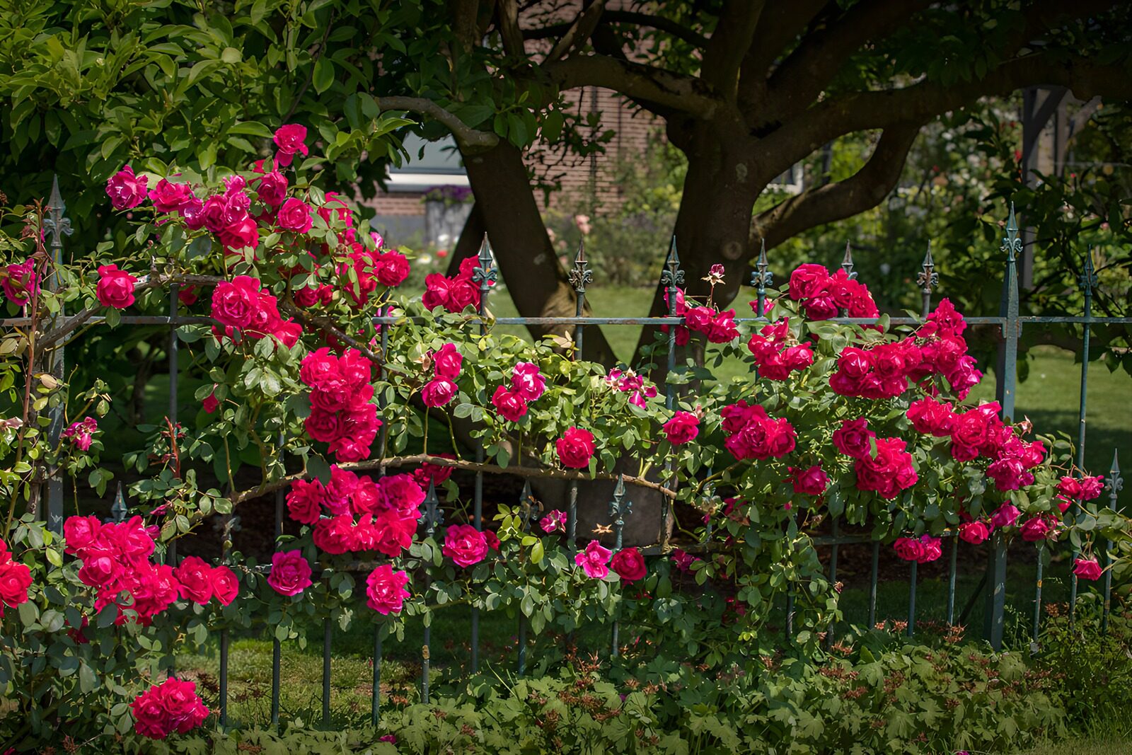Rote Rosen am Gartenzaun