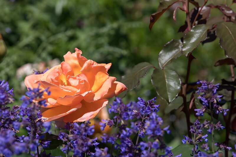 Schöne orange Rose umgeben von Lila Blumen