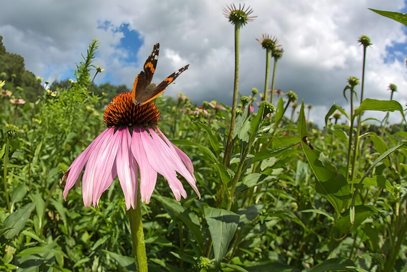 Schmetterling auf lila Blume