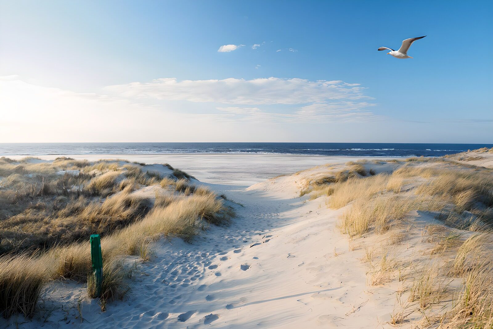 Küstenblick mit Möwe und Dünenlandschaft