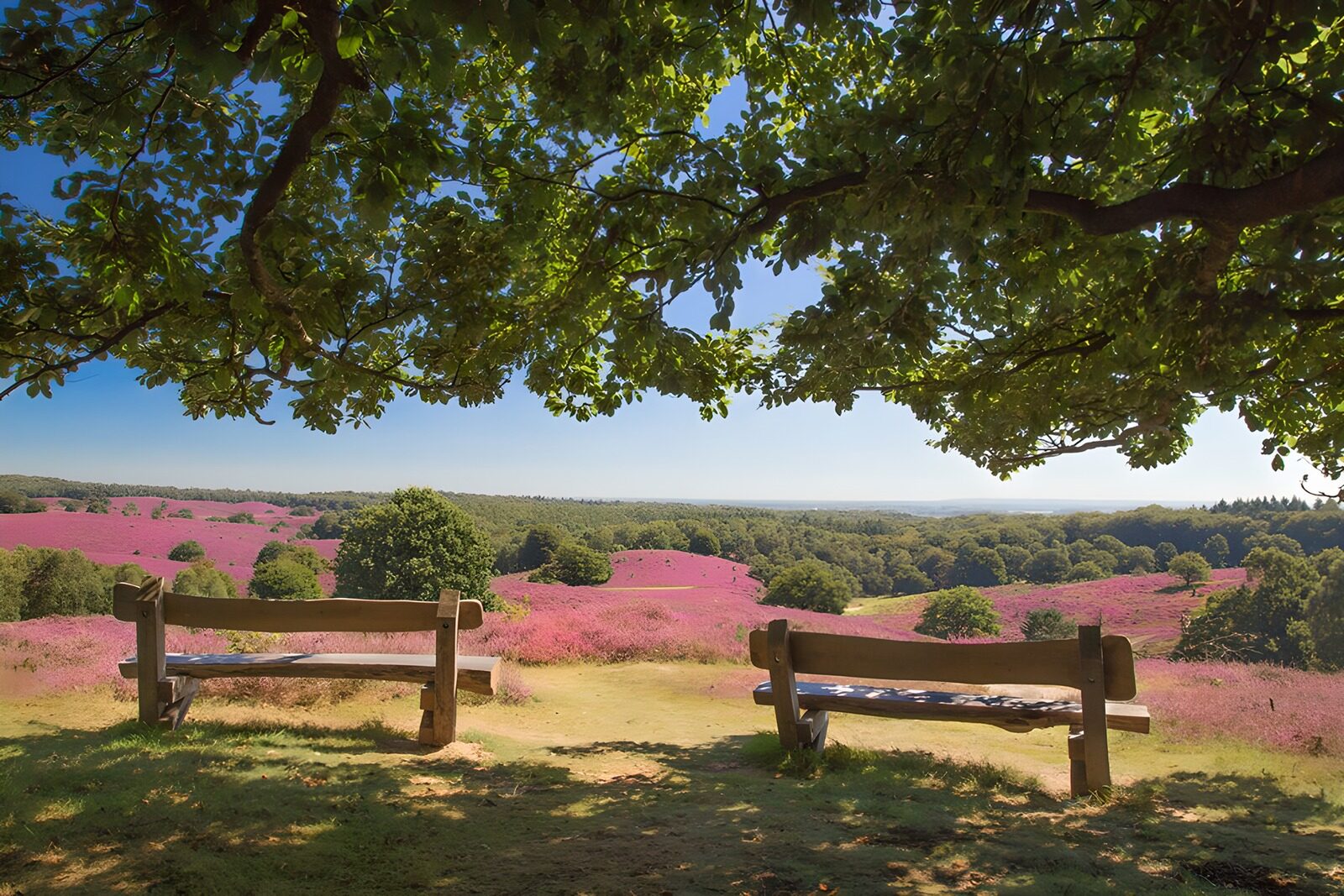 Ruhige Sitzgelegenheiten in blühender Heide