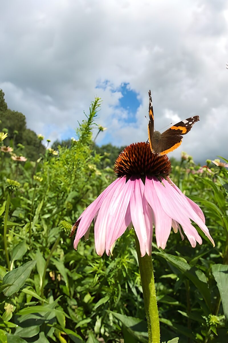 Schmetterling auf einer Blume