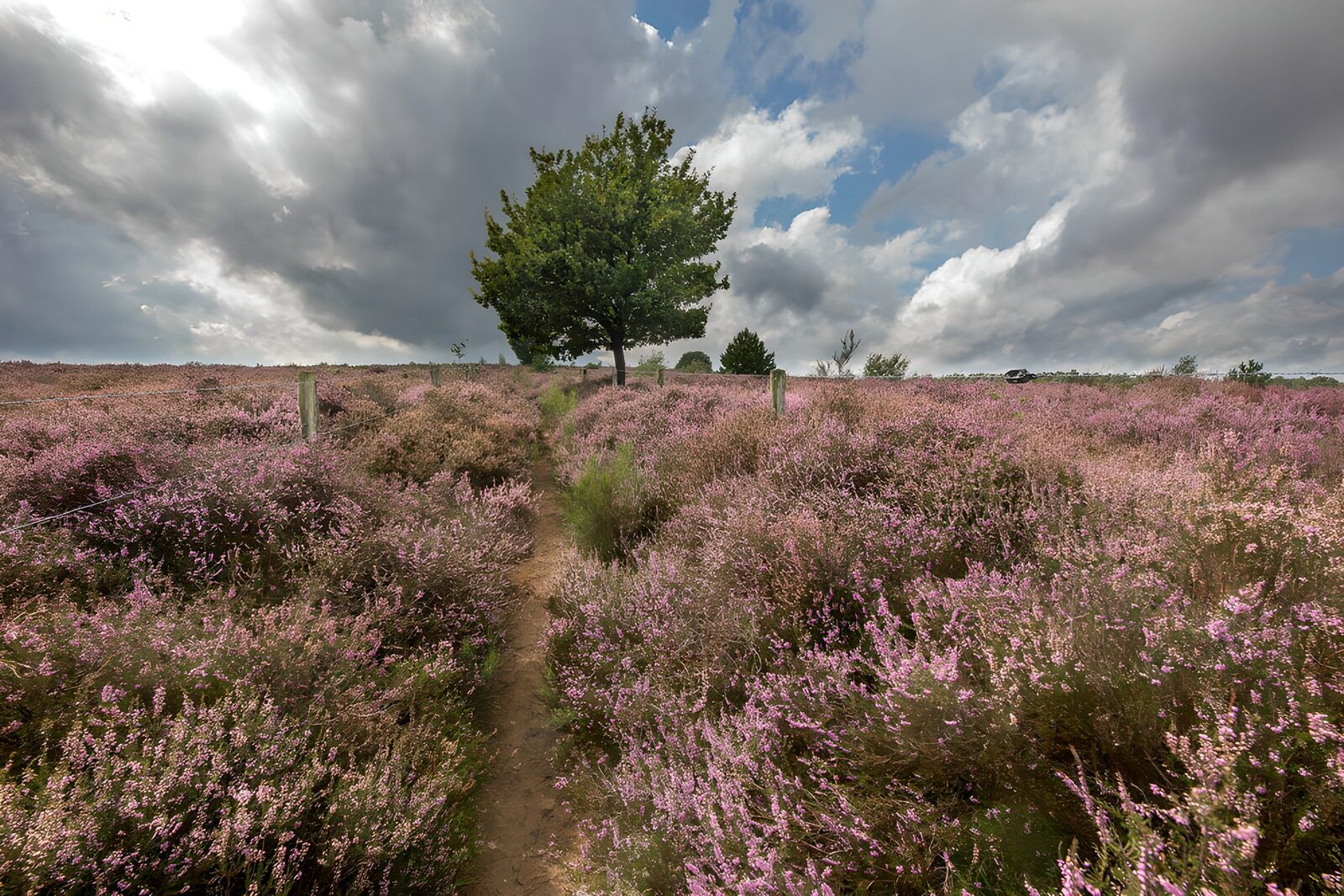 Blühende Heide mit einsamem Baum
