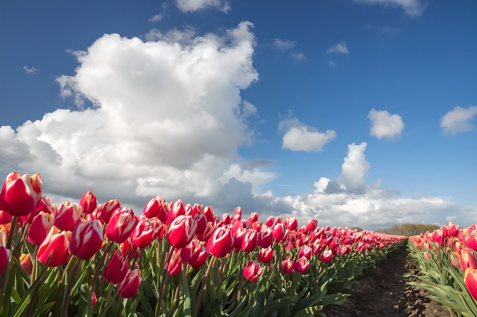 Tulpenfeld unter einem blauen Himmel