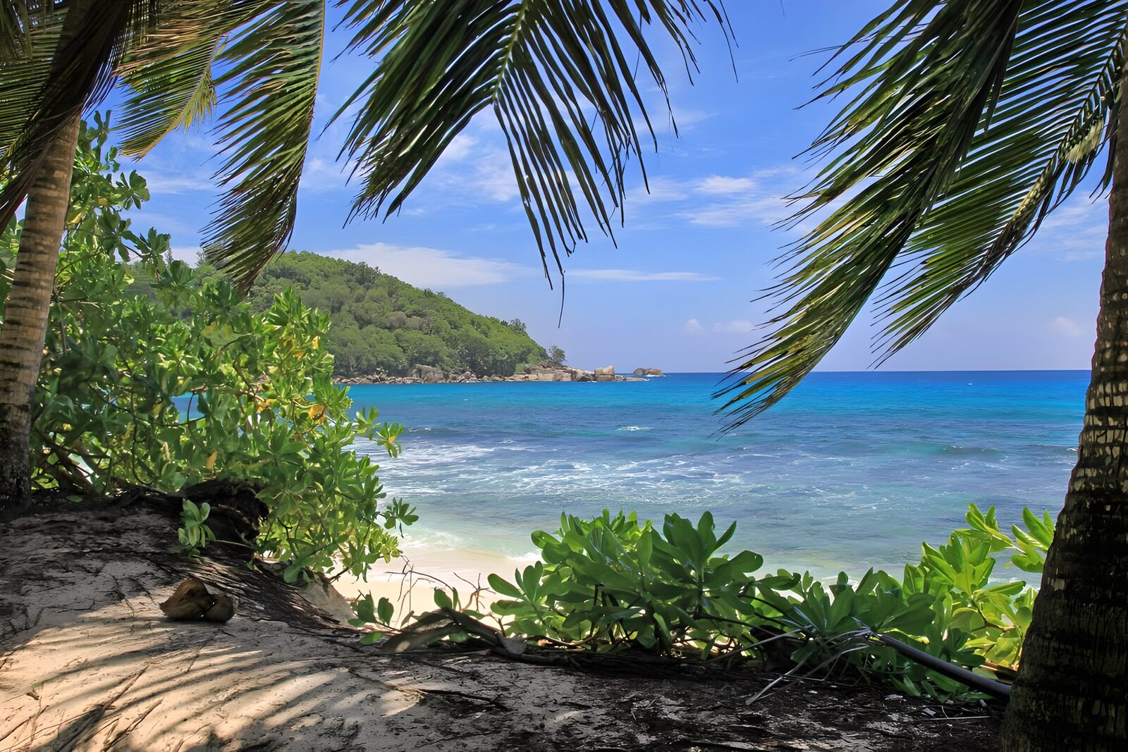 Tropischer Strand mit Palmen
