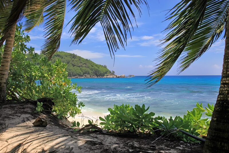 Tropischer Strand mit Palmen