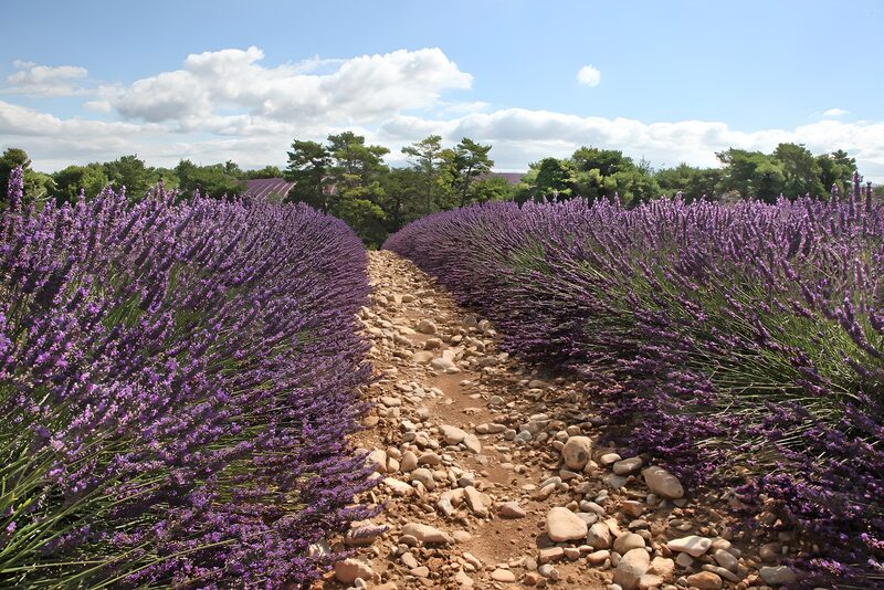 Lavendelfelder in voller Blüte