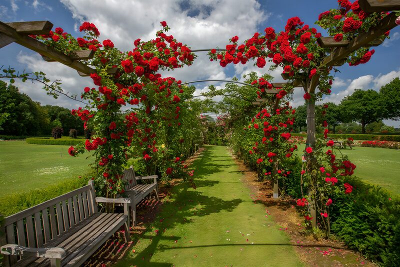 Rosengarten im Sommer