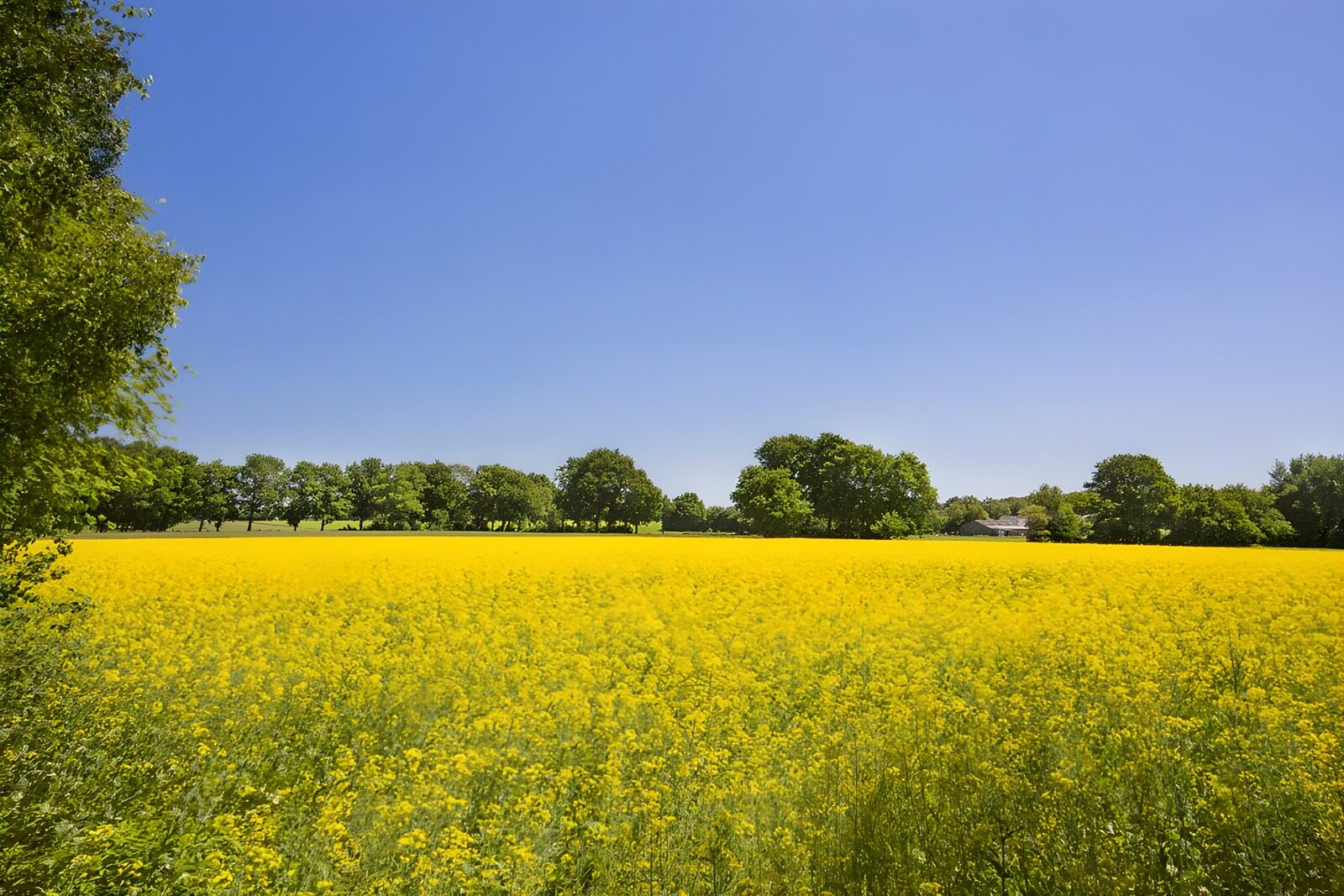 Gelbes Feld unter klarem Himmel