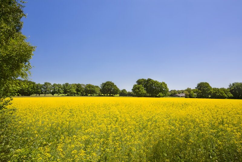 Gelbes Feld unter klarem Himmel