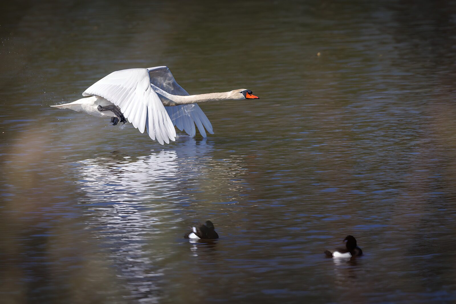 Schwäne im Flug über dem Wasser