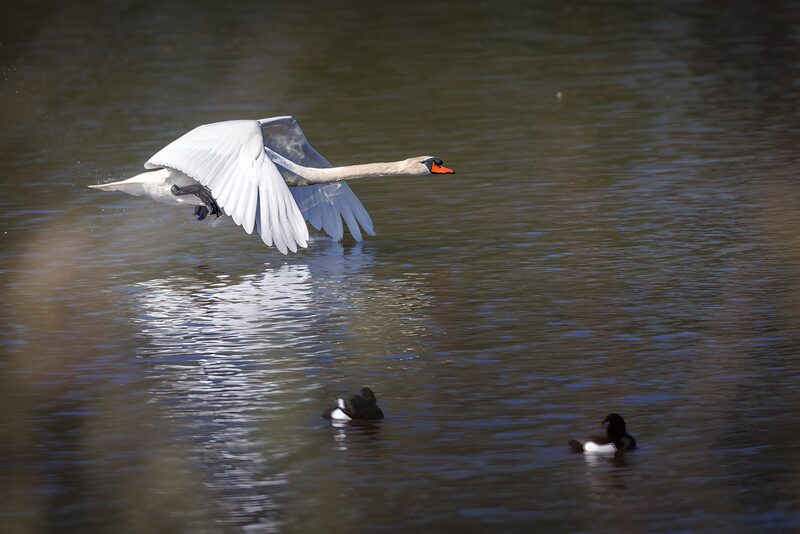 Schwäne im Flug über dem Wasser