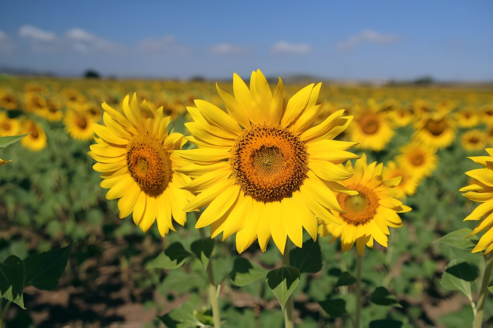 Sonnenblumenfeld im Sommer