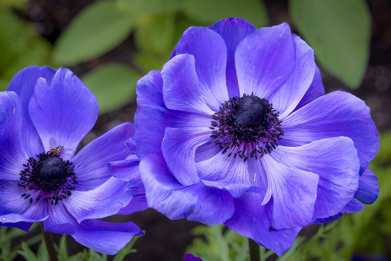 Violette Anemonen im Nahaufnahme
