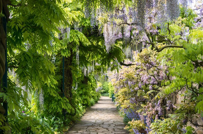 Blühender Weg durch den Garten