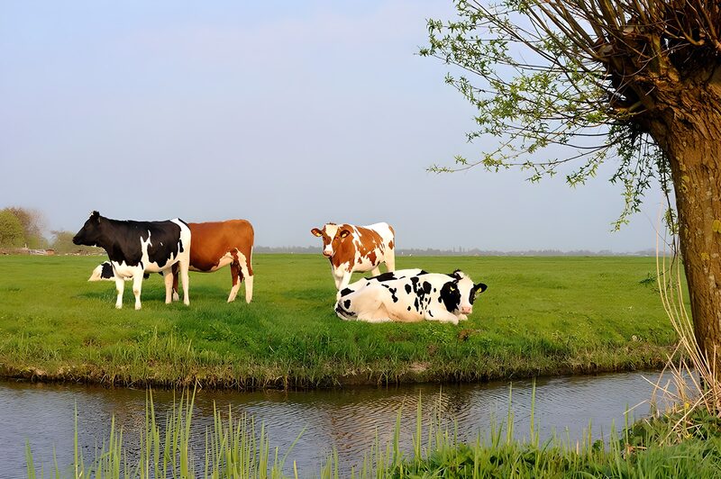 Kühe auf der Weide im Frühling