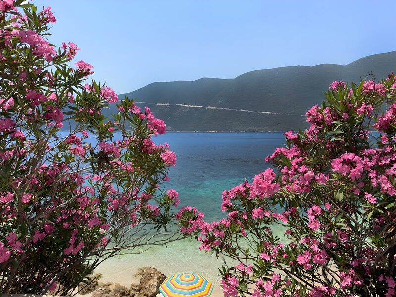 Blühendes Paradies am Meer