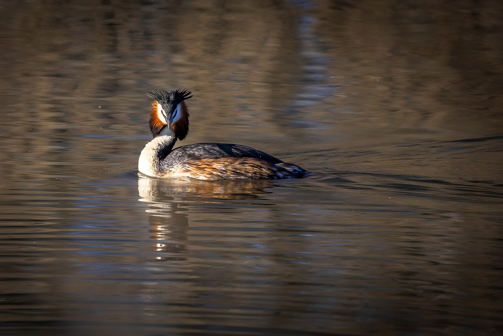 Haubentaucher im ruhigen Wasser