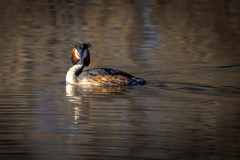 Haubentaucher im ruhigen Wasser