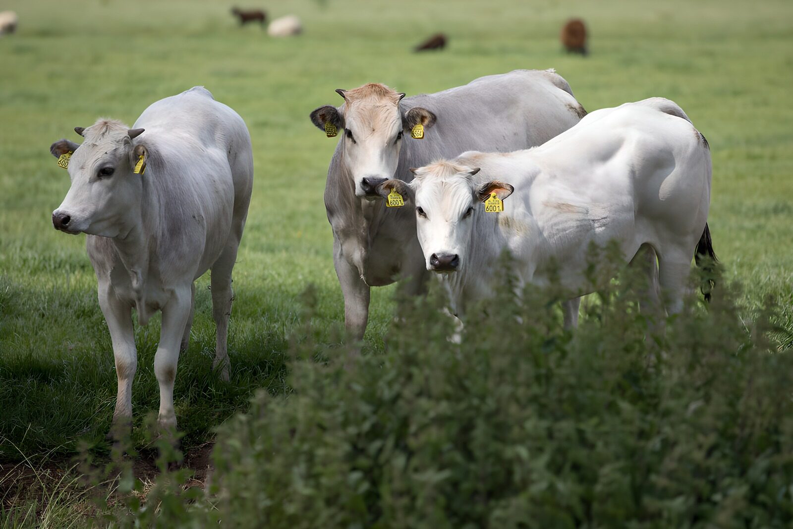 Jungtiere auf der Weide