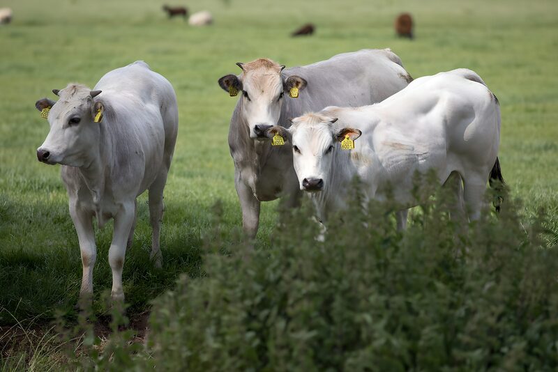 Jungtiere auf der Weide