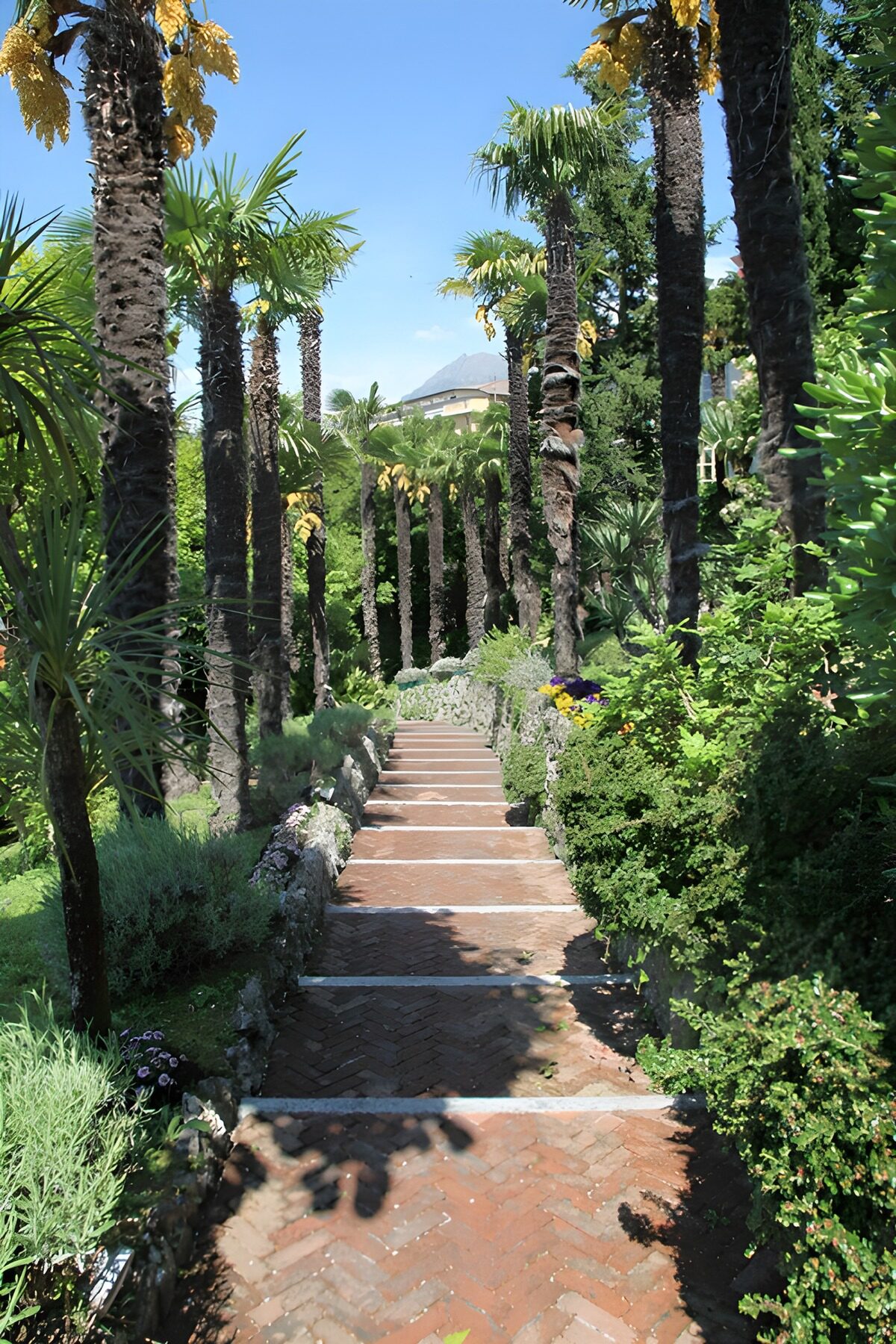 Palmenallee im sonnigen Garten