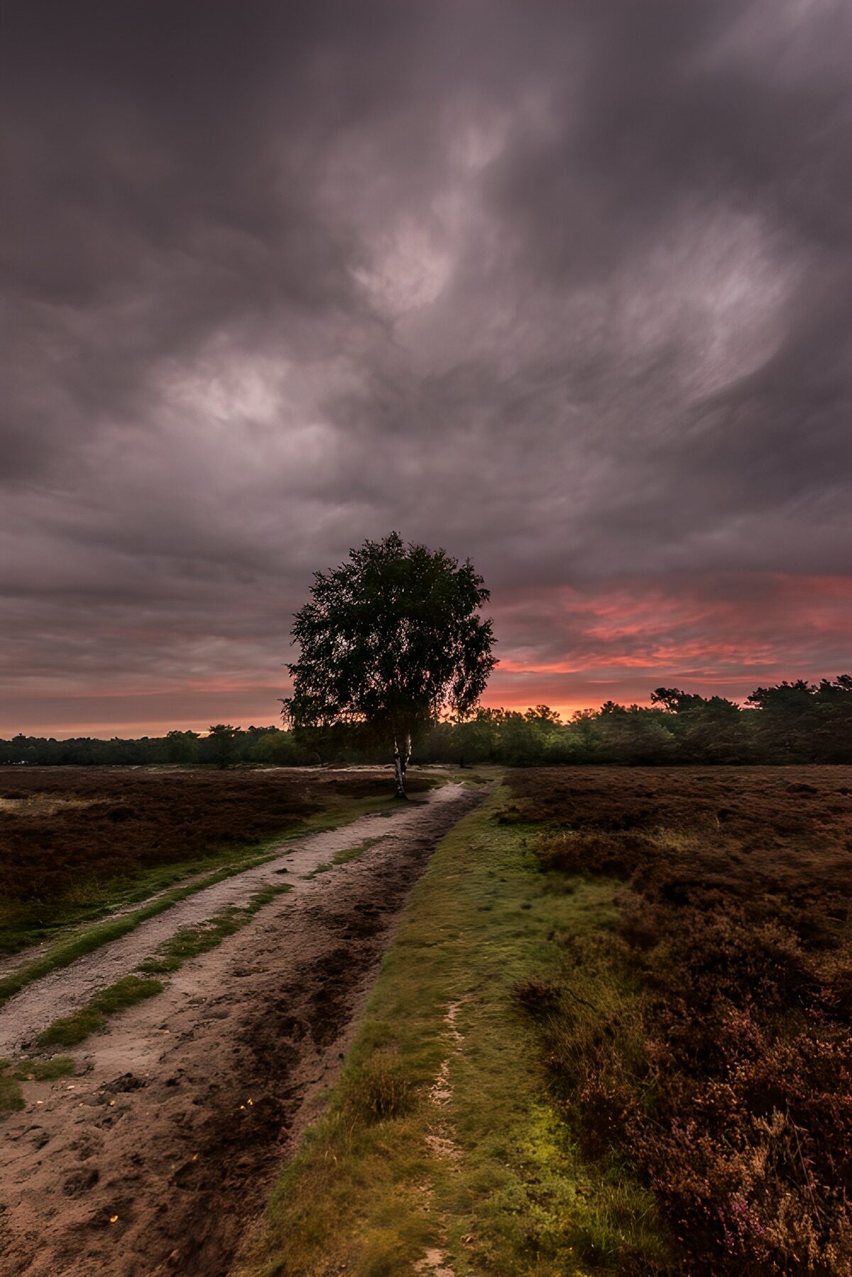 Einsame Birke im Abendlicht