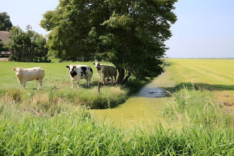 Kühe am Bach im grünen Feld