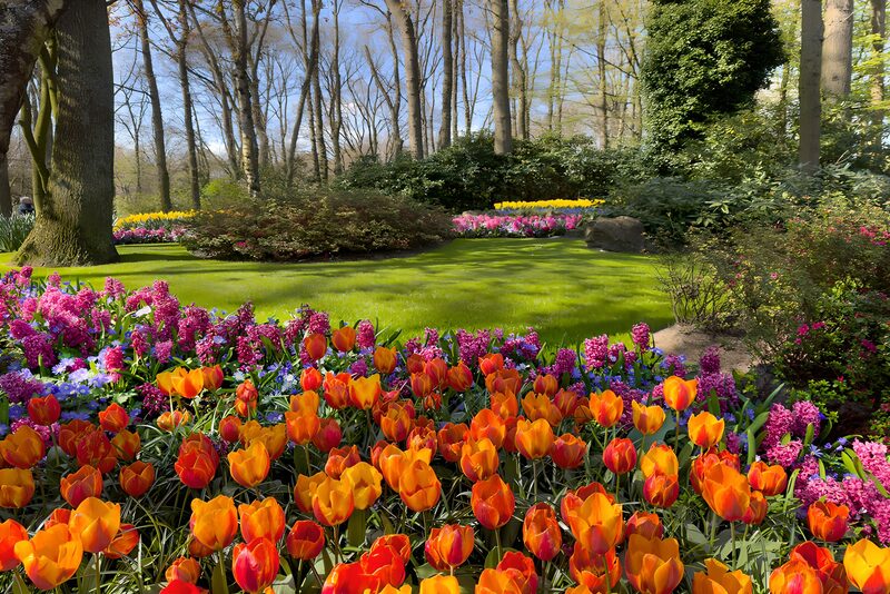 Blumenpracht im Frühling