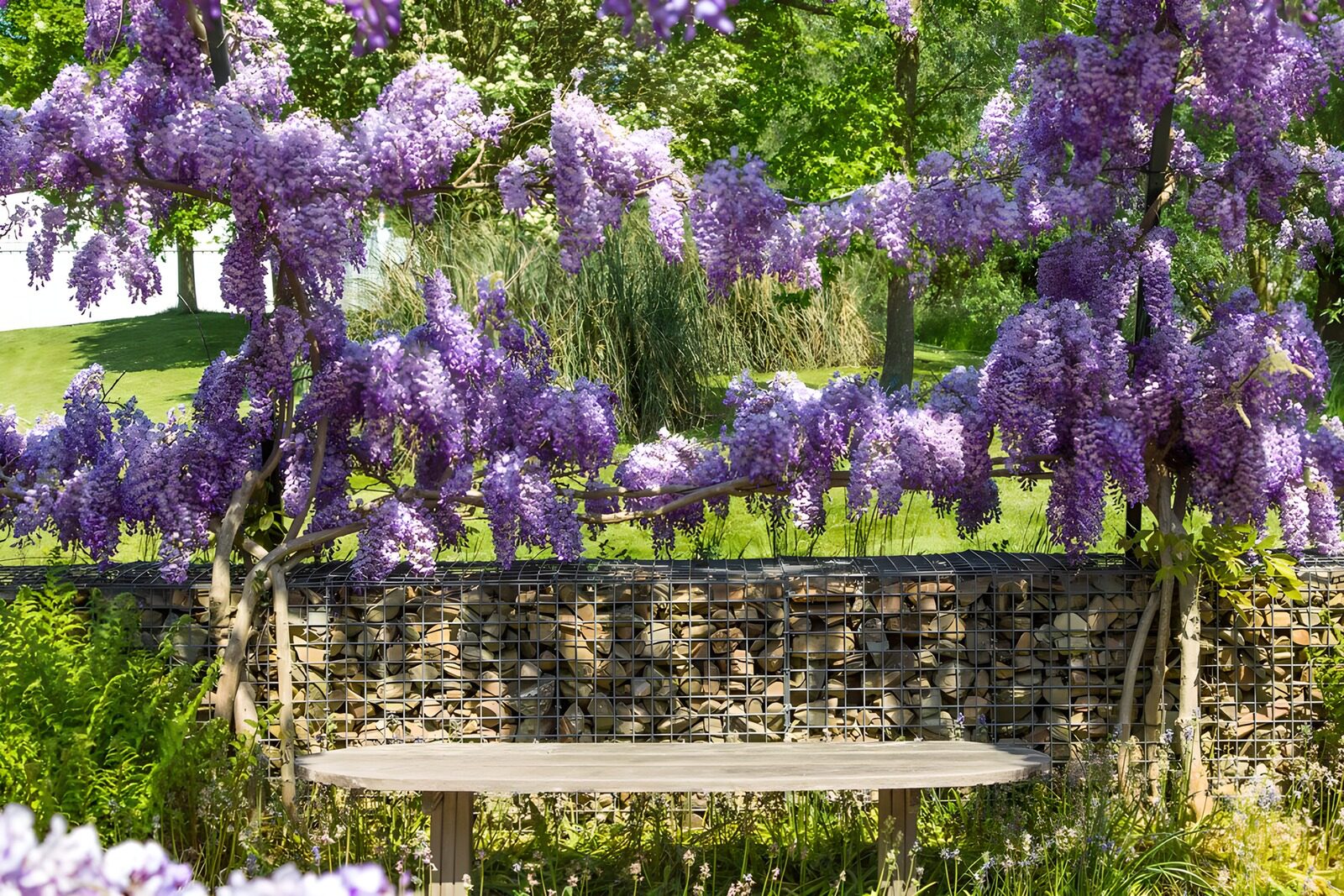 Wisteria-Blütenpracht im Garten