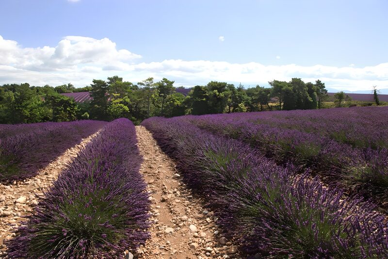 Lavendelfelder in voller Blüte
