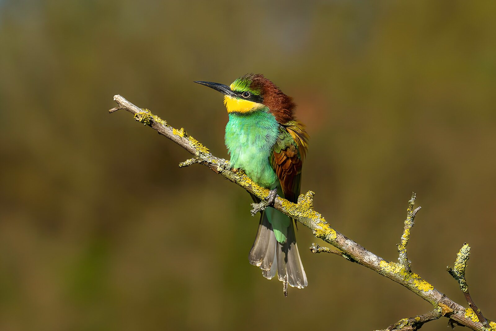 Bunter Vogel auf einem Ast