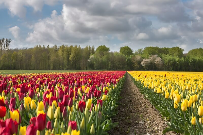 Tulpenfeld im Frühling