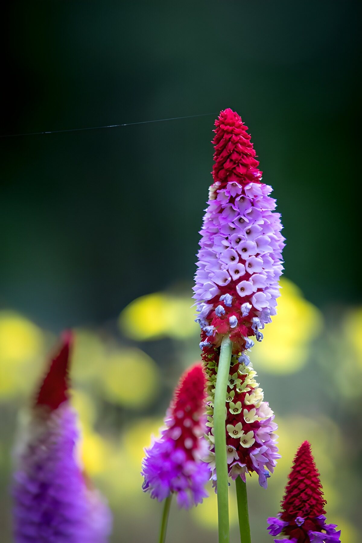 Bunte Blumen in der Natur
